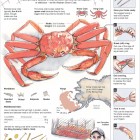 View "How to eat a snow crab"